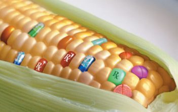 OGM : la culture du profit