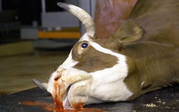 Vache folle : le capitalisme nuit gravement à votre santé !